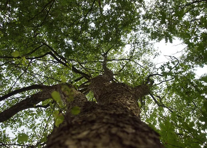 فندق مبيت وإفطار Aan De Beek آرسين