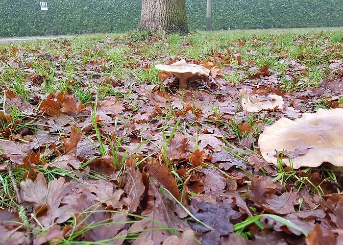 Oda ve Kahvaltı Aan De Beek Arcen