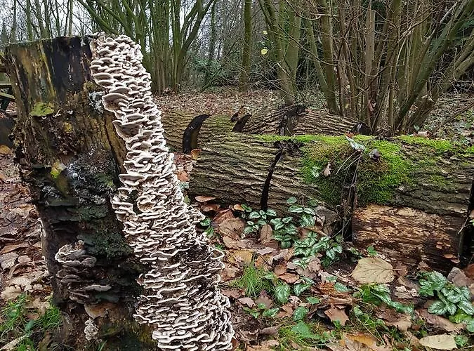 Oda ve Kahvaltı Aan De Beek